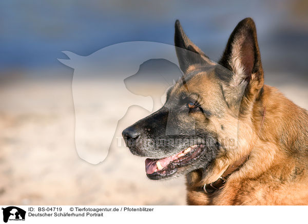 Deutscher Schferhund Portrait / German Shepherd Portrait / BS-04719