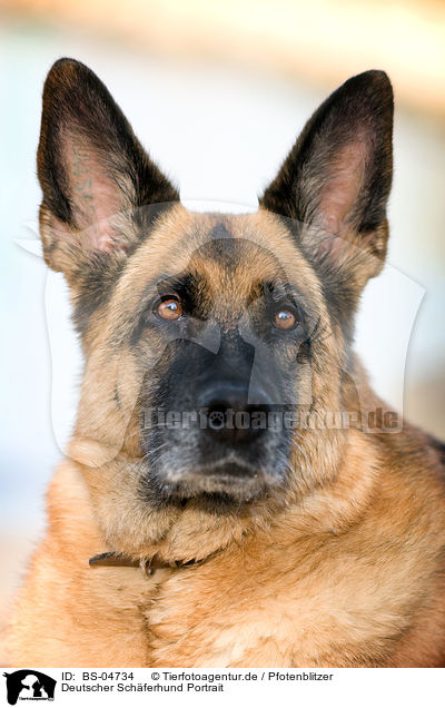 Deutscher Schferhund Portrait / German Shepherd Portrait / BS-04734