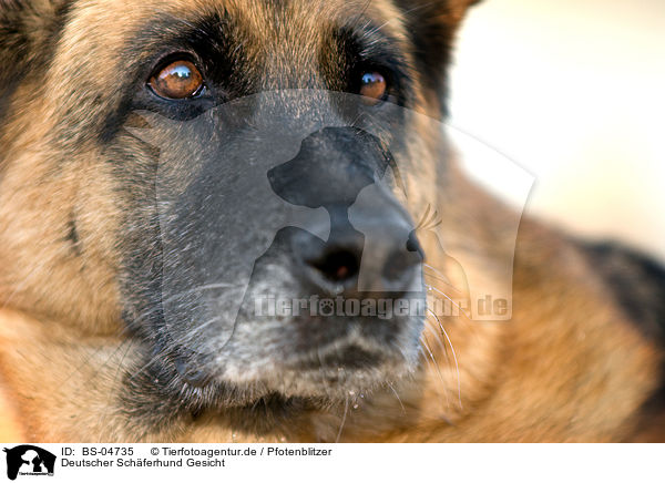 Deutscher Schferhund Gesicht / German Shepherd face / BS-04735