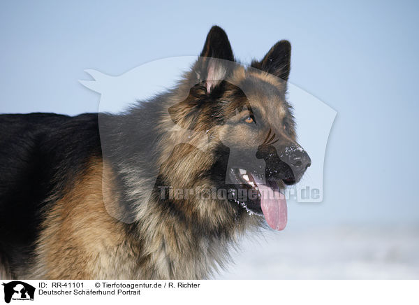 Deutscher Schferhund Portrait / German Shepherd Portrait / RR-41101