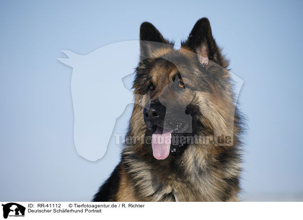 Deutscher Schferhund Portrait / German Shepherd Portrait / RR-41112
