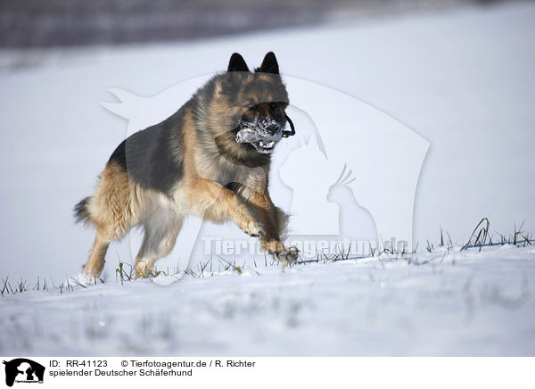 spielender Deutscher Schferhund / playing German Shepherd / RR-41123