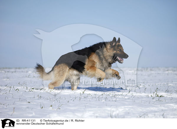 rennender Deutscher Schferhund / running German Shepherd / RR-41131