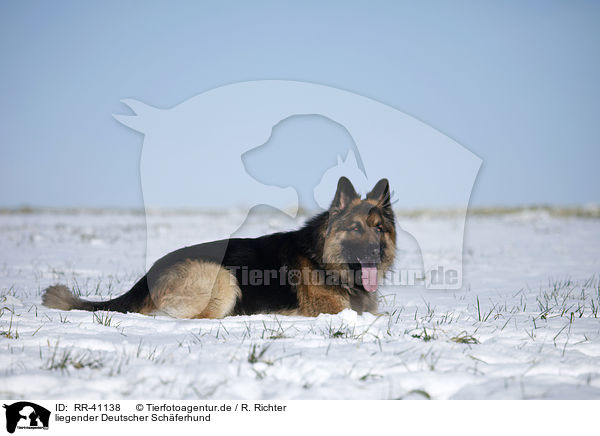 liegender Deutscher Schferhund / lying German Shepherd / RR-41138