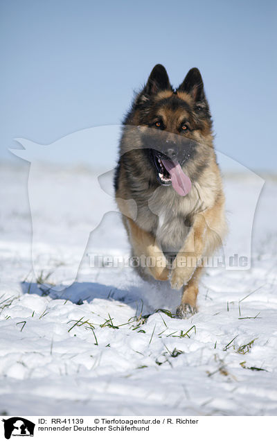 rennender Deutscher Schferhund / running German Shepherd / RR-41139