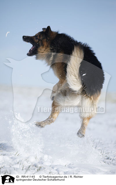 springender Deutscher Schferhund / jumping German Shepherd / RR-41145
