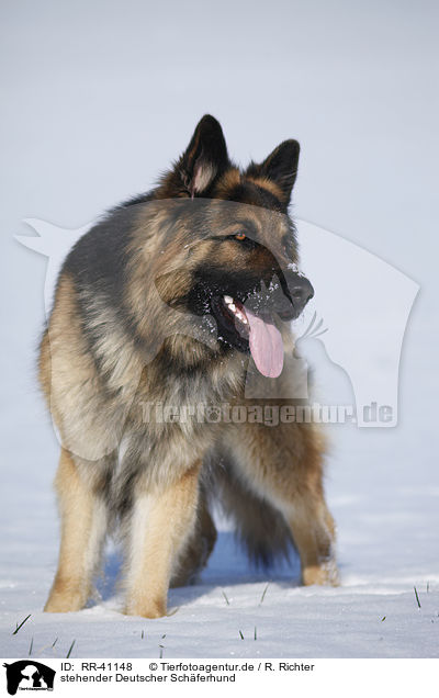 stehender Deutscher Schferhund / standing German Shepherd / RR-41148