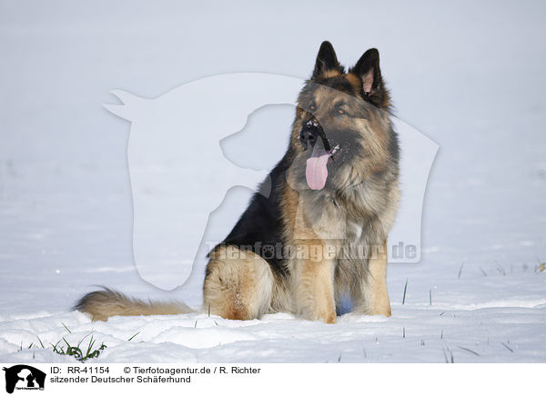 sitzender Deutscher Schferhund / sitting German Shepherd / RR-41154
