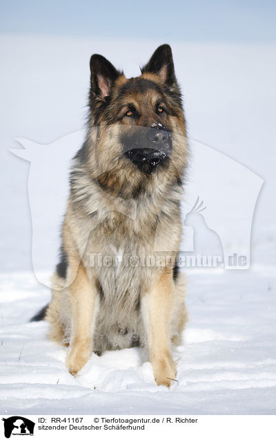 sitzender Deutscher Schferhund / sitting German Shepherd / RR-41167