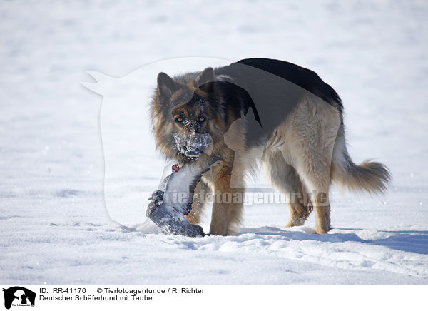 Deutscher Schferhund mit Taube / German Shepherd with dove / RR-41170