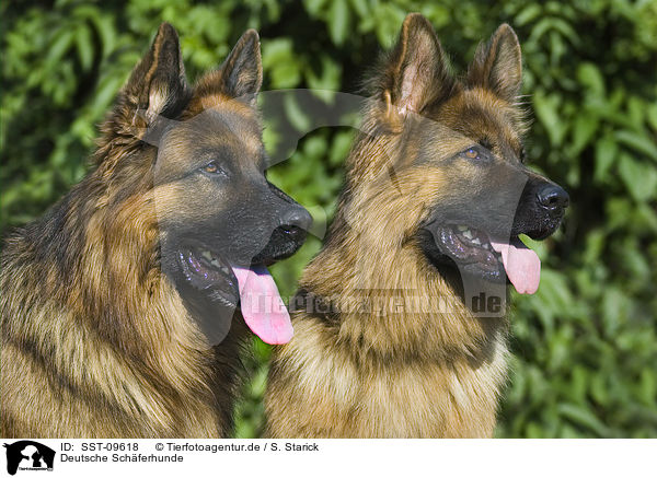 Deutsche Schferhunde / German Shepherds / SST-09618