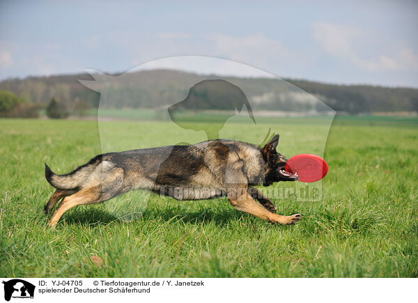 spielender Deutscher Schferhund / playing German Shepherd / YJ-04705