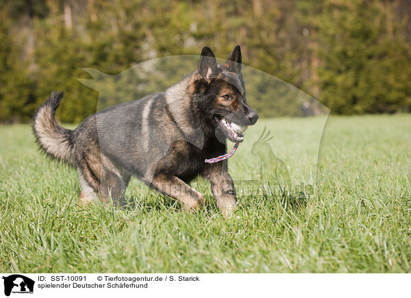 spielender Deutscher Schferhund / playing German Shepherd / SST-10091