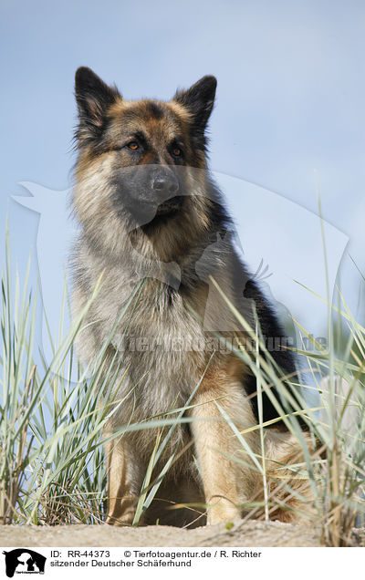 sitzender Deutscher Schferhund / sitting German Shepherd / RR-44373