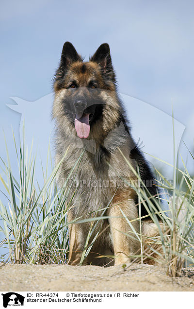 sitzender Deutscher Schferhund / sitting German Shepherd / RR-44374