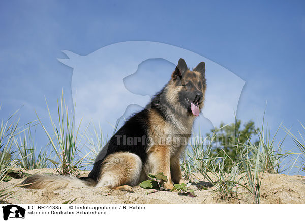 sitzender Deutscher Schferhund / sitting German Shepherd / RR-44385
