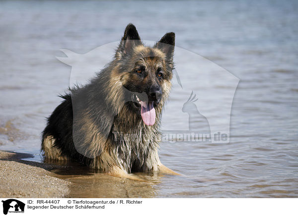 liegender Deutscher Schferhund / lying German Shepherd / RR-44407