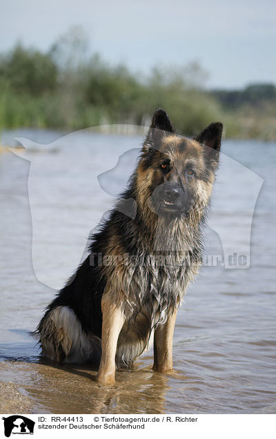 sitzender Deutscher Schferhund / sitting German Shepherd / RR-44413