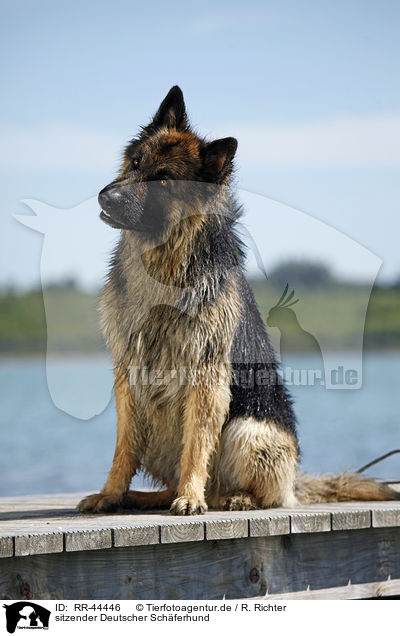 sitzender Deutscher Schferhund / sitting German Shepherd / RR-44446
