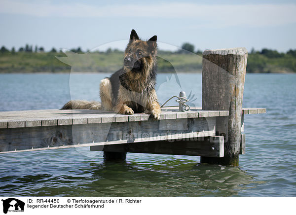 liegender Deutscher Schferhund / lying German Shepherd / RR-44450