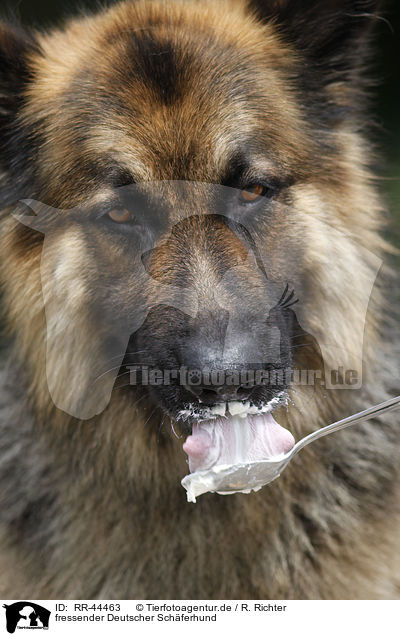 fressender Deutscher Schferhund / eating German Shepherd / RR-44463