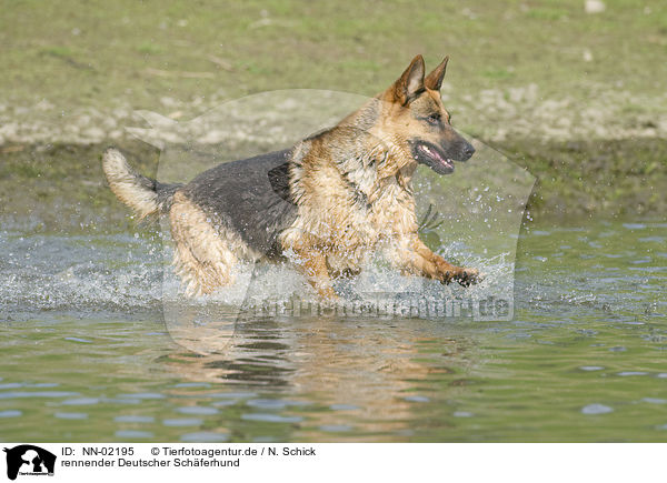 rennender Deutscher Schferhund / running German Shepherd / NN-02195