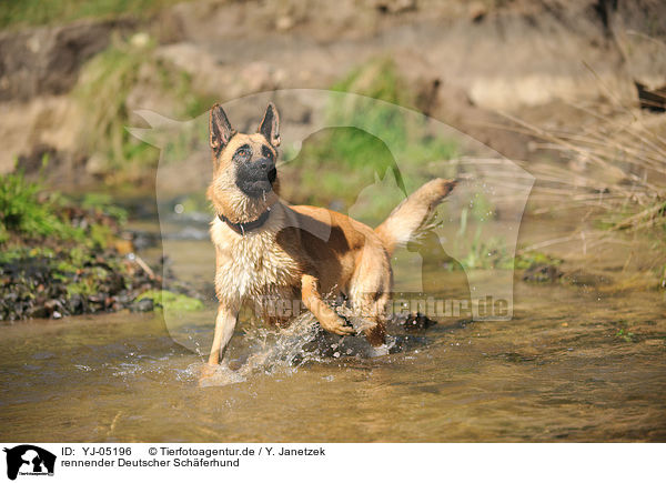 rennender Deutscher Schferhund / running German Shepherd / YJ-05196