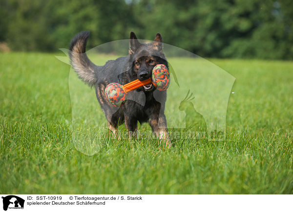 spielender Deutscher Schferhund / playing German Shepherd / SST-10919