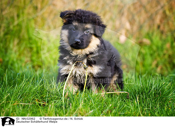 Deutscher Schferhund Welpe / German Shepherd puppy / NN-02962