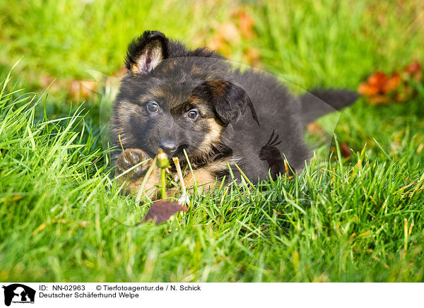 Deutscher Schferhund Welpe / German Shepherd puppy / NN-02963