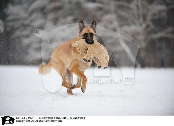 spielender Deutscher Schferhund / playing German Shepherd / YJ-05934