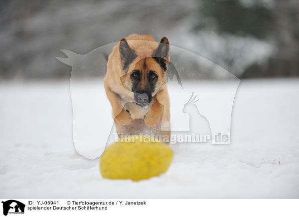 spielender Deutscher Schferhund / playing German Shepherd / YJ-05941