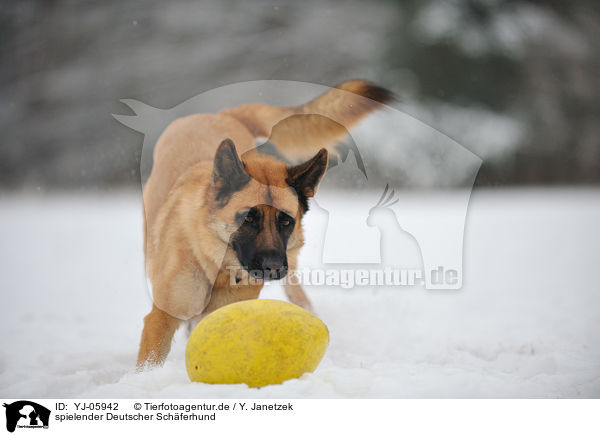 spielender Deutscher Schferhund / playing German Shepherd / YJ-05942