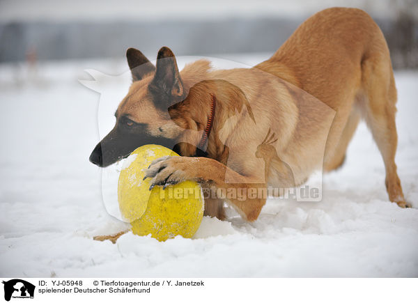 spielender Deutscher Schferhund / YJ-05948