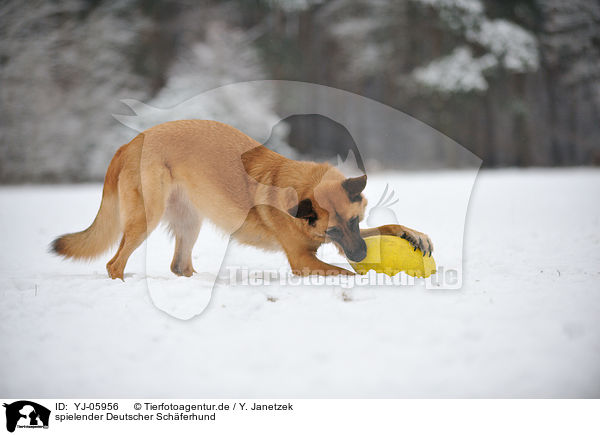 spielender Deutscher Schferhund / playing German Shepherd / YJ-05956