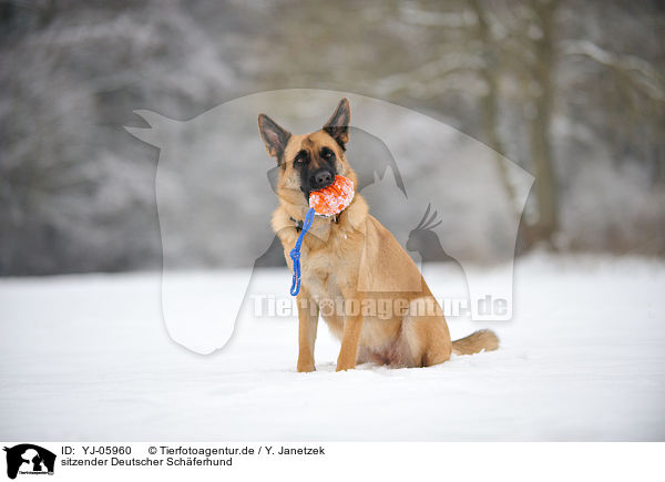 sitzender Deutscher Schferhund / sitting German Shepherd / YJ-05960