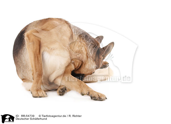 Deutscher Schferhund / German Shepherd / RR-54739