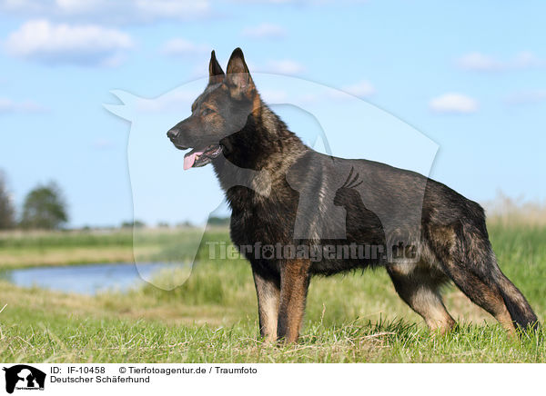 Deutscher Schferhund / German Shepherd / IF-10458