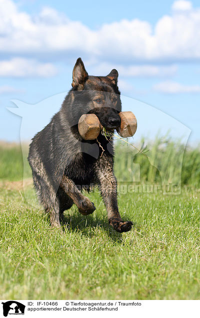 apportierender Deutscher Schferhund / retrieving German Shepherd / IF-10466
