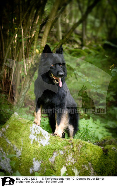 stehender Deutscher Schferhund / standing German Shepherd / CDE-01236
