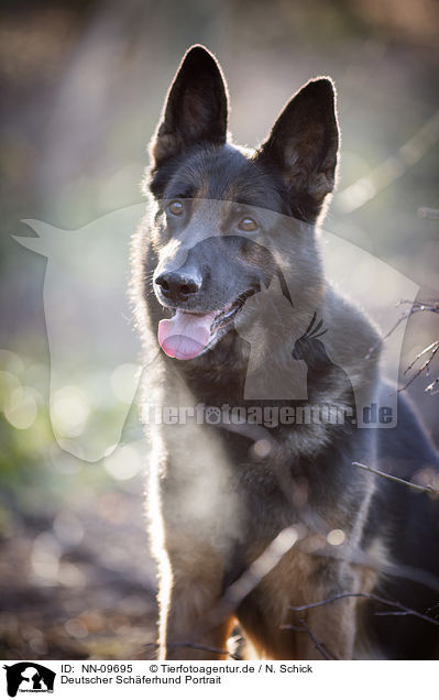 Deutscher Schferhund Portrait / German Shepherd Portrait / NN-09695