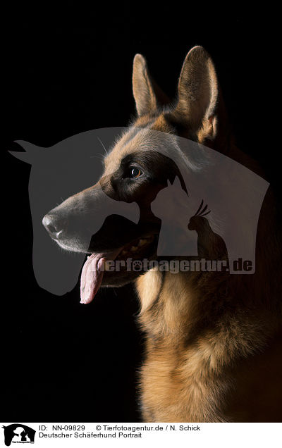 Deutscher Schferhund Portrait / NN-09829