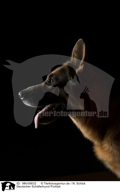 Deutscher Schferhund Portrait / NN-09832