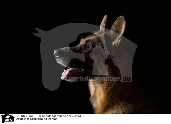 Deutscher Schferhund Portrait / NN-09833