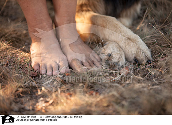 Deutscher Schferhund Pfoten / German Shepherd paws / KMI-04109