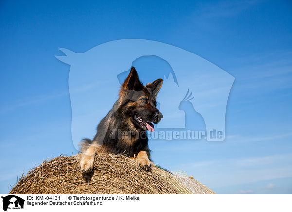 liegender Deutscher Schferhund / lying German Shepherd / KMI-04131