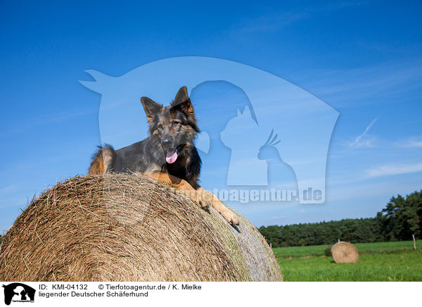 liegender Deutscher Schferhund / lying German Shepherd / KMI-04132