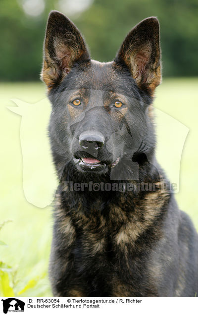 Deutscher Schferhund Portrait / German Shepherd Portrait / RR-63054