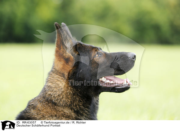 Deutscher Schferhund Portrait / German Shepherd Portrait / RR-63057