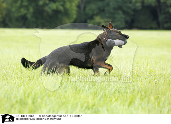 spielender Deutscher Schferhund / playing German Shepherd / RR-63061